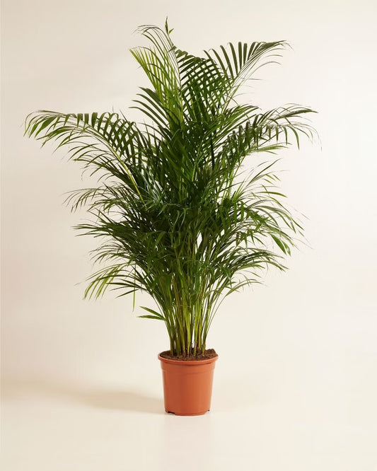 Dypsis