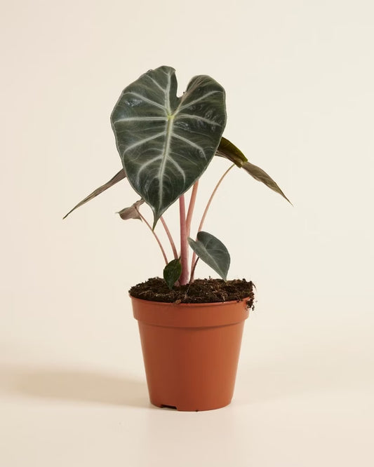 Elephant ear plant