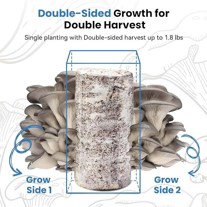 Mushroom Growing Kit (Oyster) - FloraSync