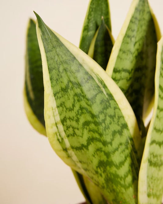 Snake Plant