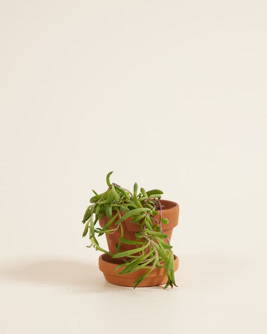 Herreianus Purple Flush