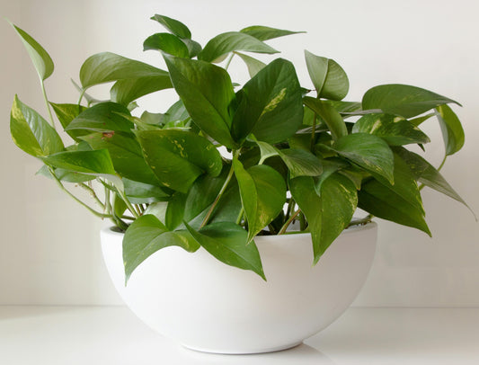 Pothos Plant - FloraSync
