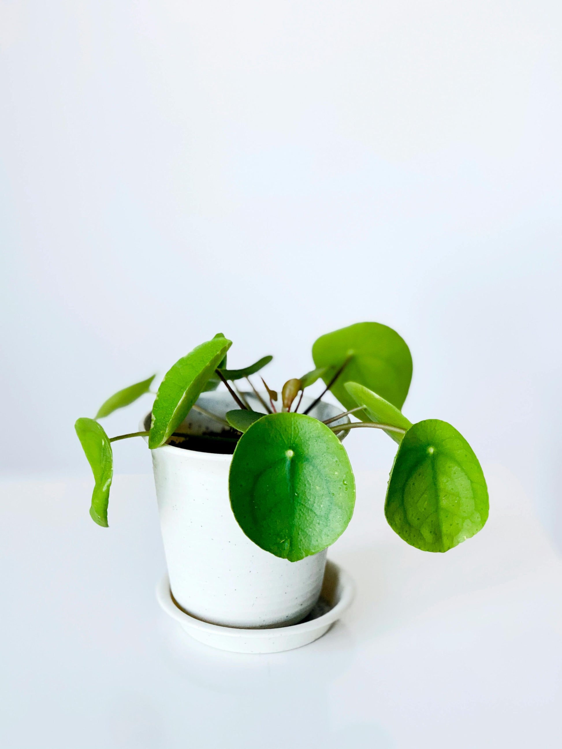 Chinese Money Plant - FloraSync