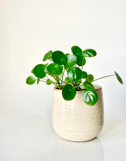 Chinese Money Plant - FloraSync