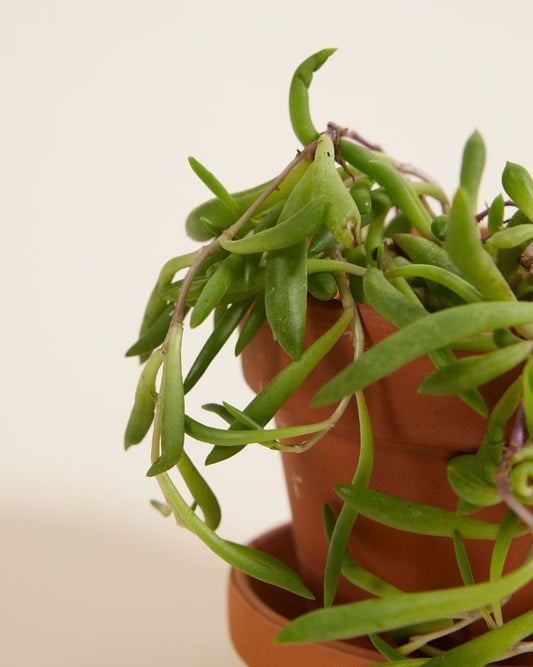 Herreianus Purple Flush