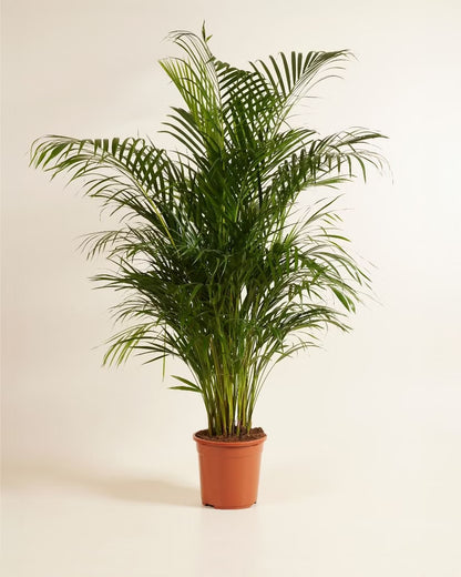Dypsis