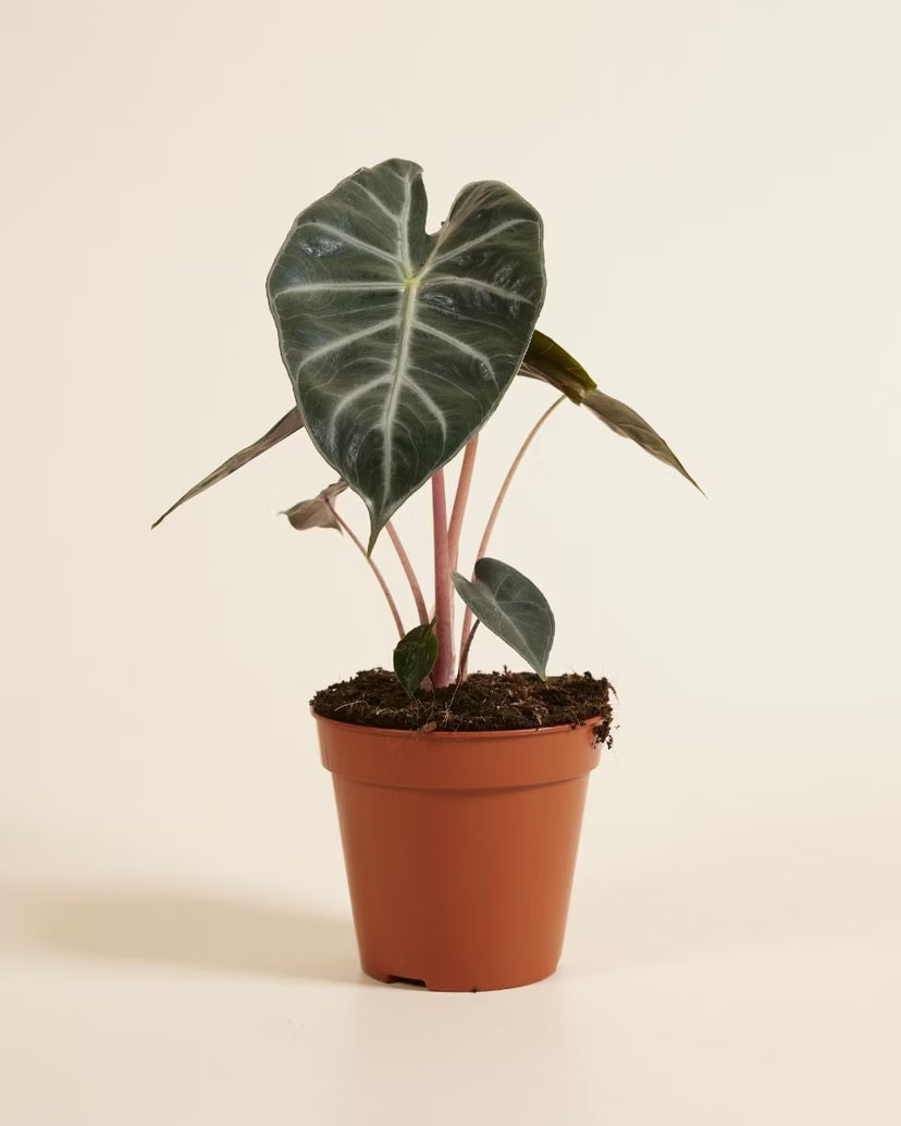 Elephant ear plant