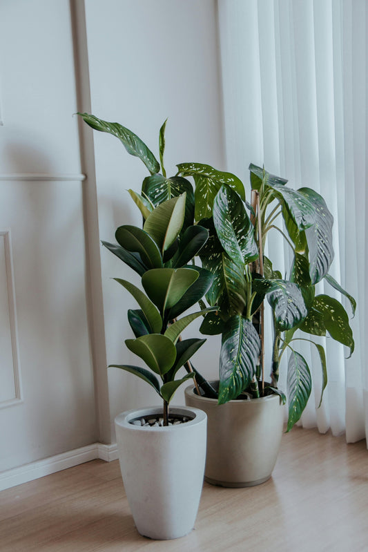 Fiddle Leaf Plant - FloraSync