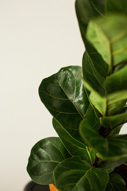 Fiddle Leaf Plant - FloraSync