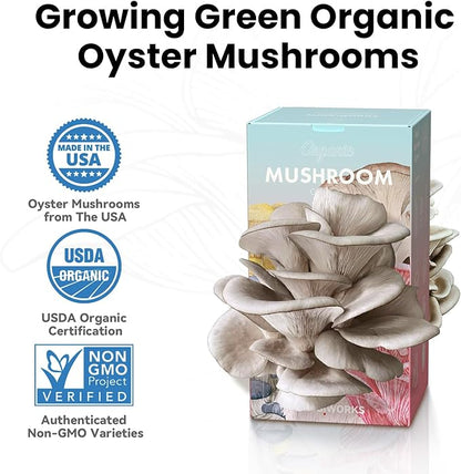 Mushroom Growing Kit (Oyster) - FloraSync