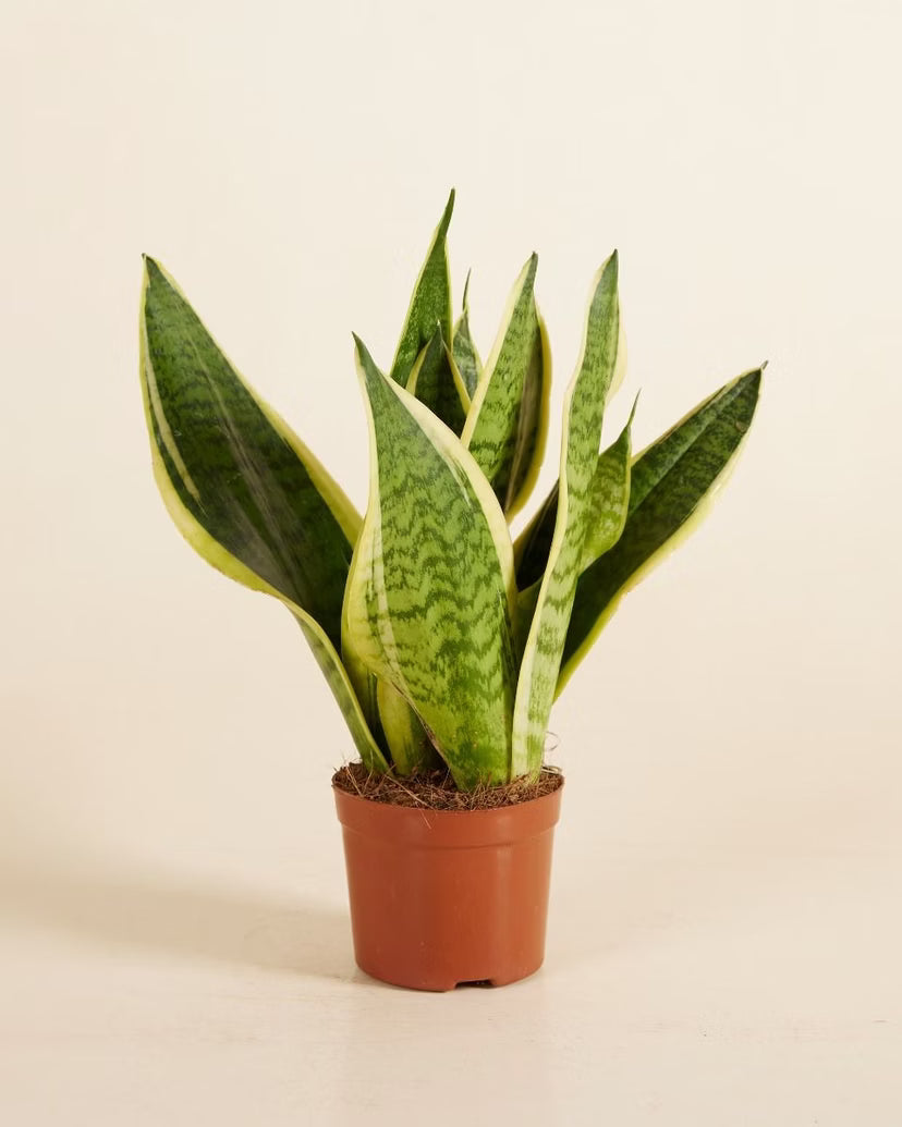 Snake Plant