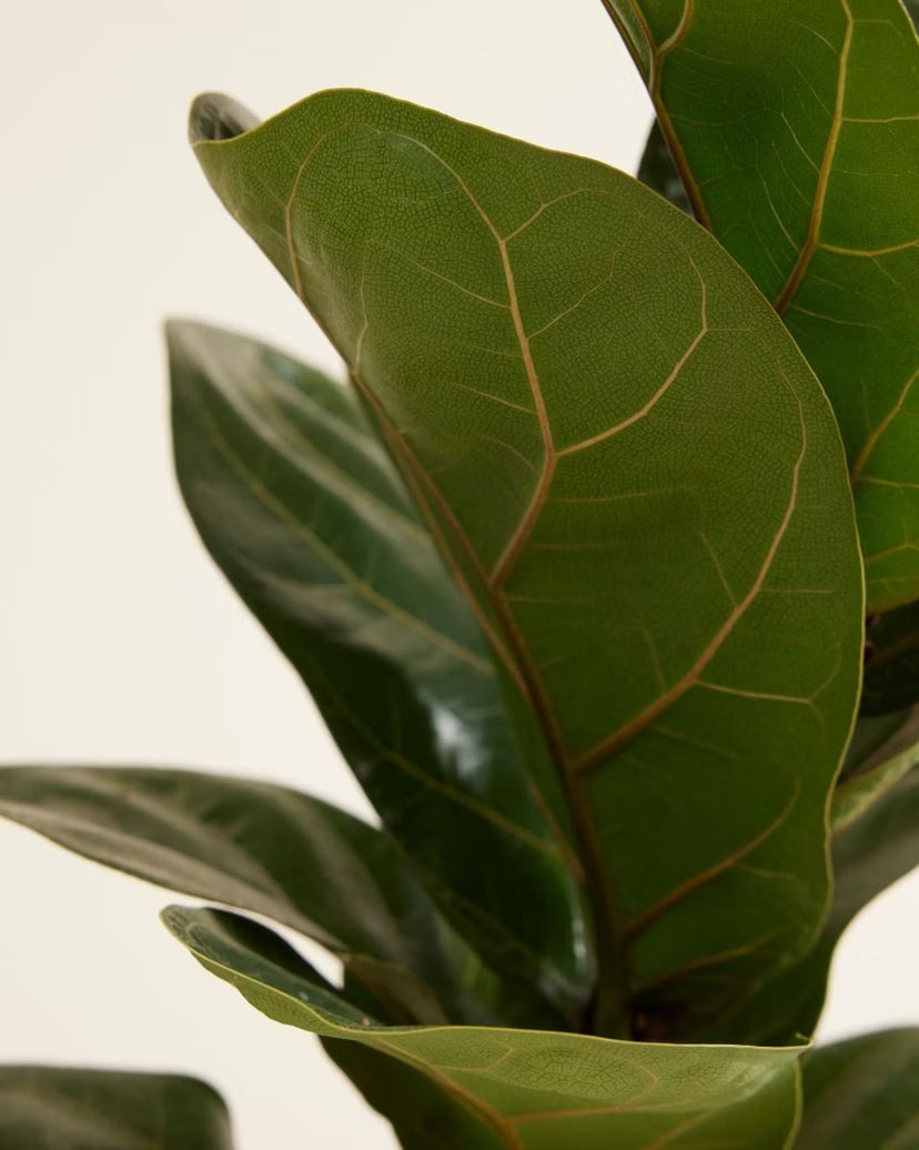 Ficus