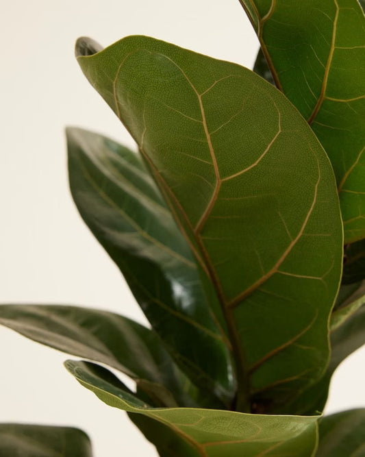 Ficus