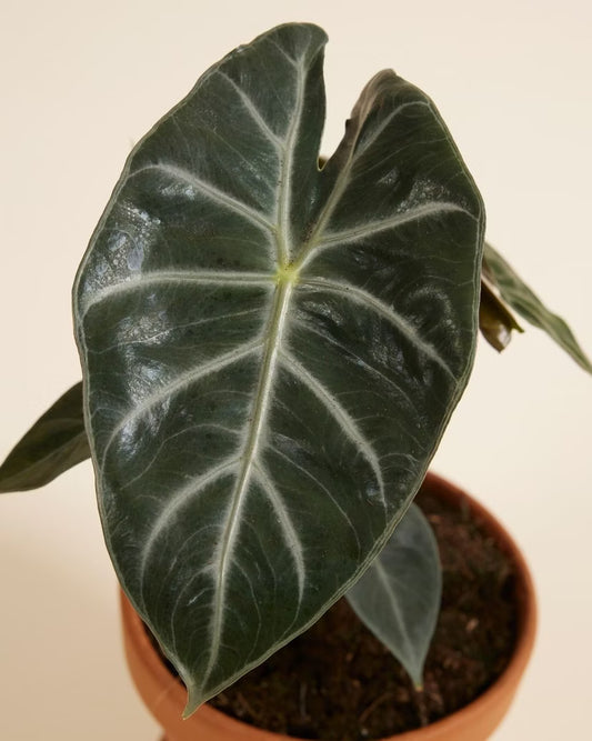 Elephant ear plant