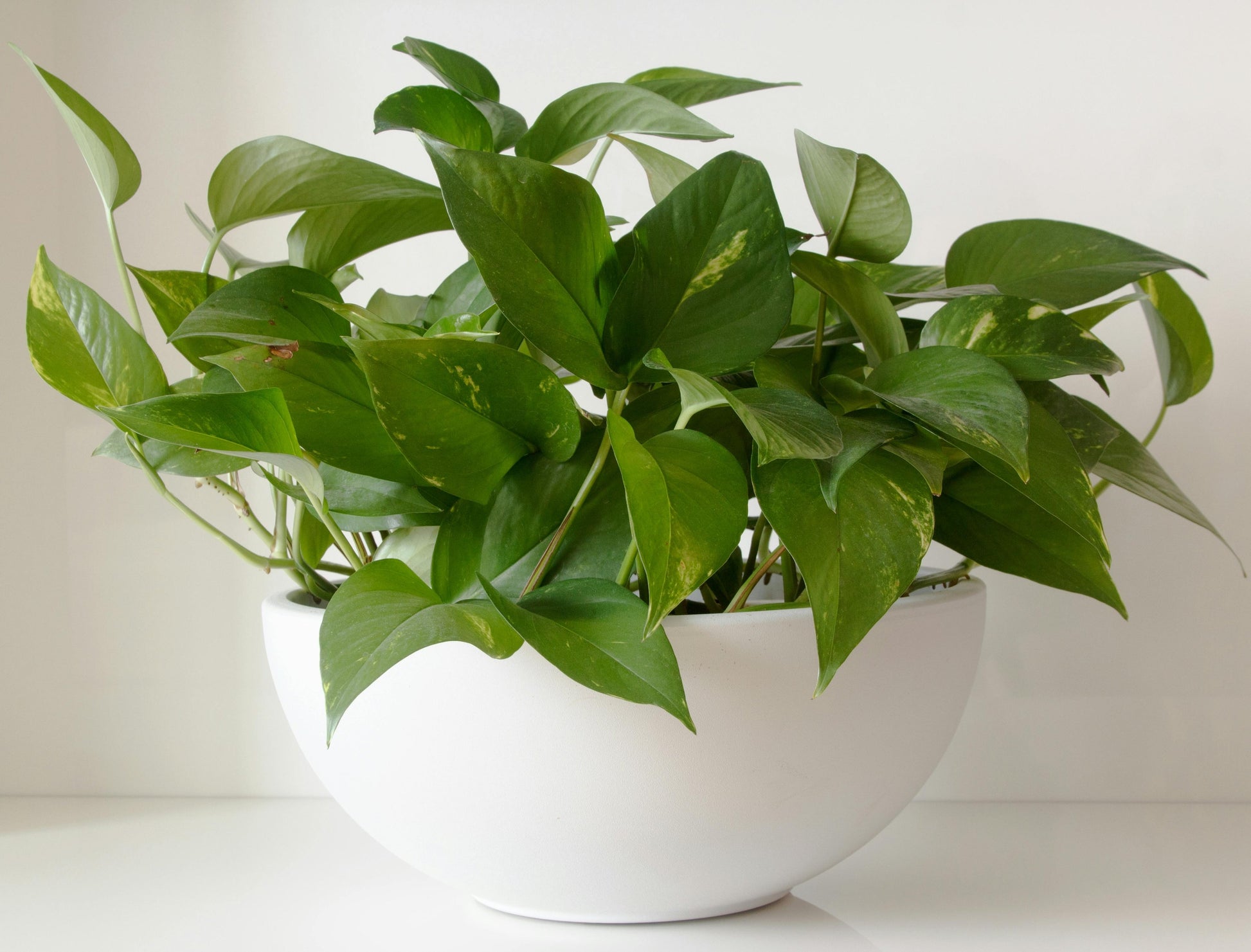 Pothos Plant - FloraSync