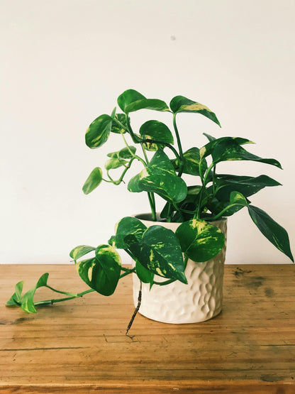 Pothos Plant - FloraSync