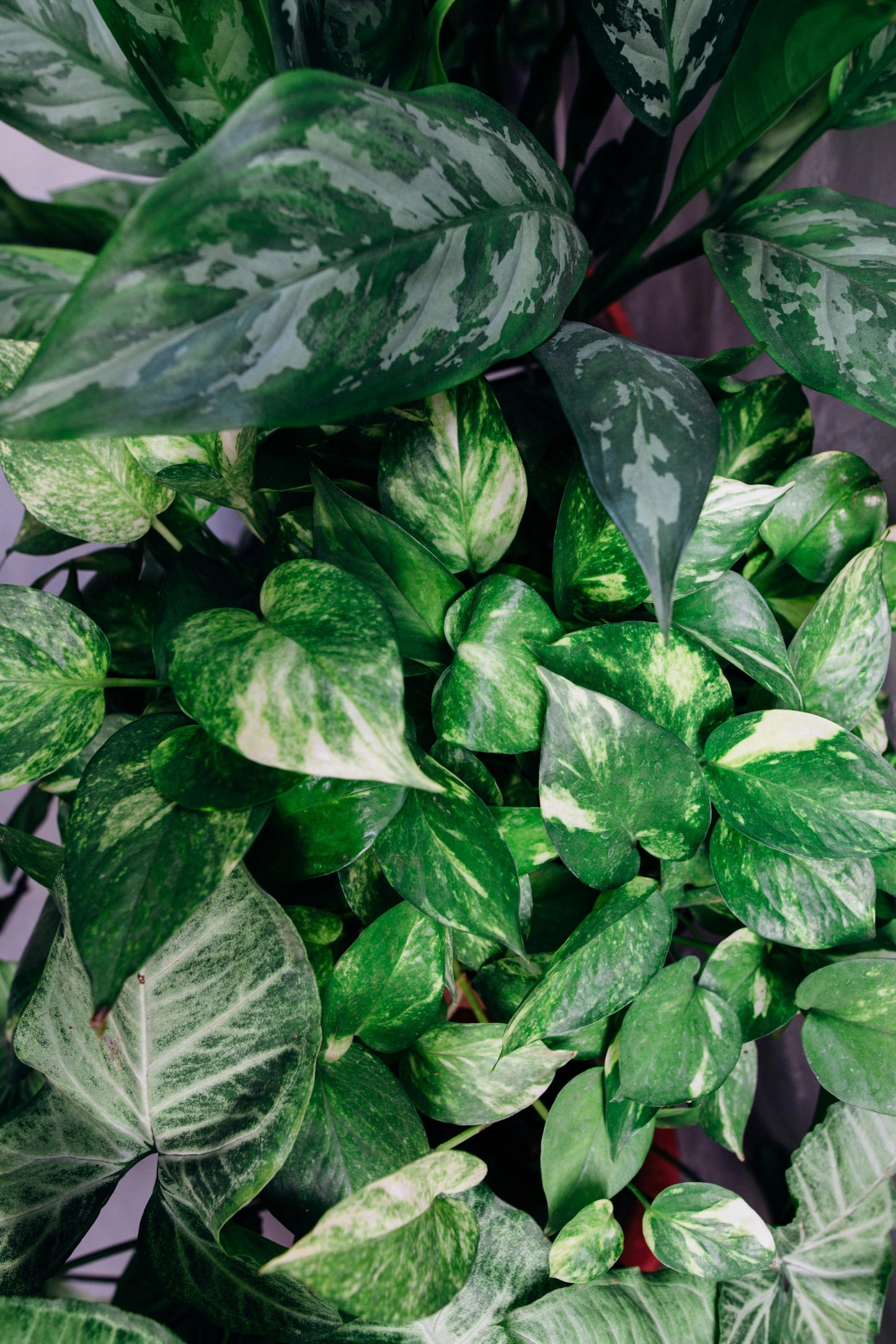 Pothos Plant - FloraSync
