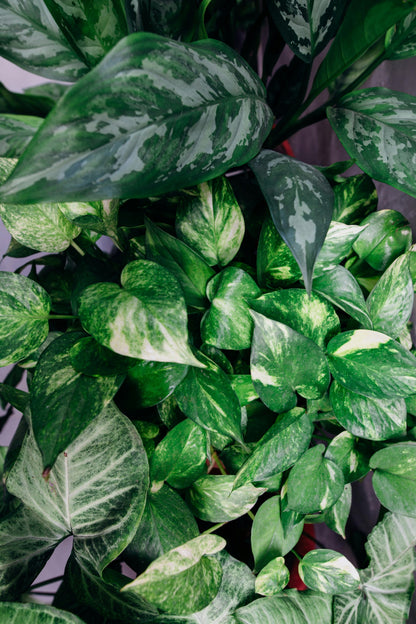 Pothos Plant - FloraSync