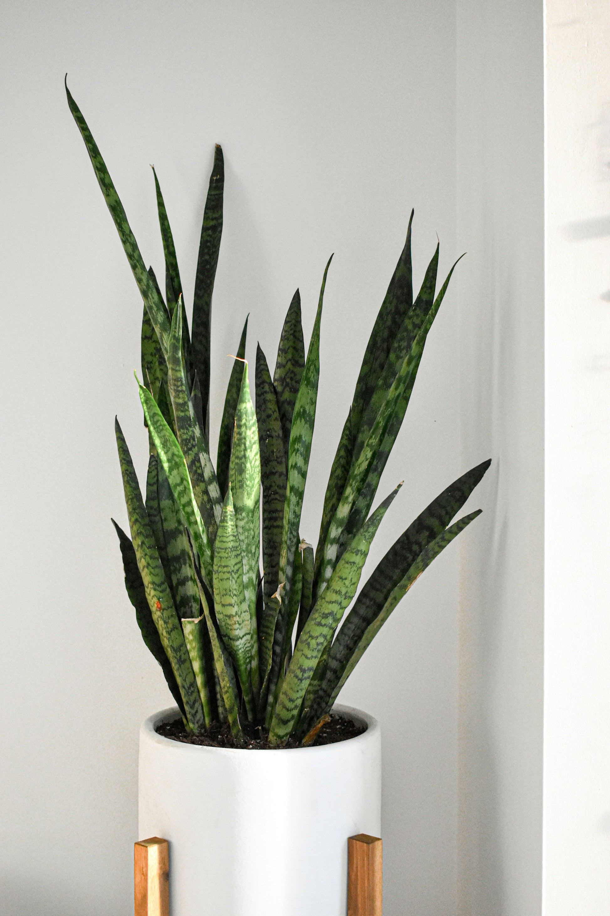 Snake Plant - FloraSync