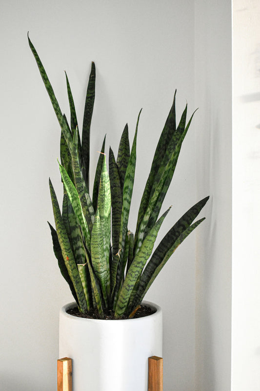 Snake Plant - FloraSync