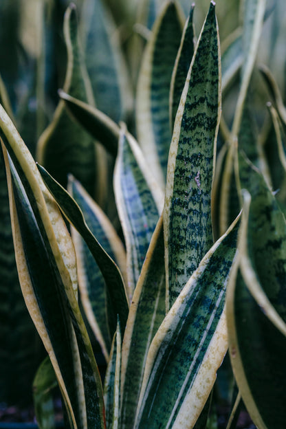 Snake Plant - FloraSync