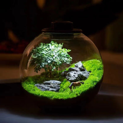 Sphere Terrarium - FloraSync